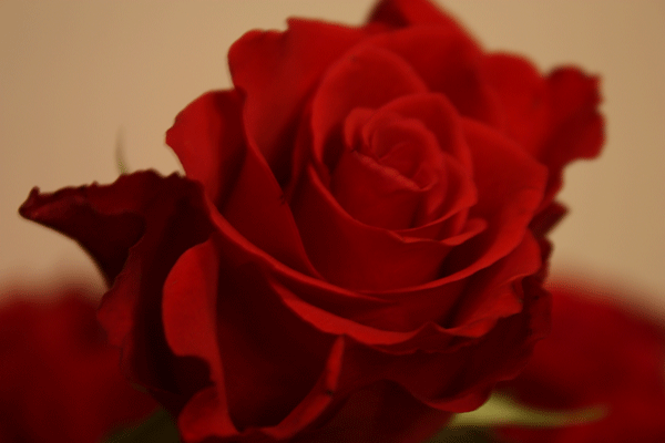 img_Ros_stor