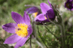 img_Mormorsblomma_liten