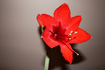 img_Amaryllis_liten