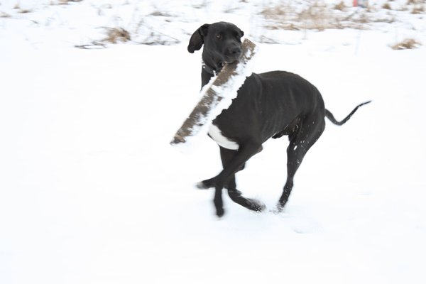 img_Hund