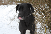 img_Hund