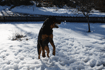 img_Hund
