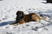 img_Hund