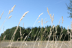 img_Gräs